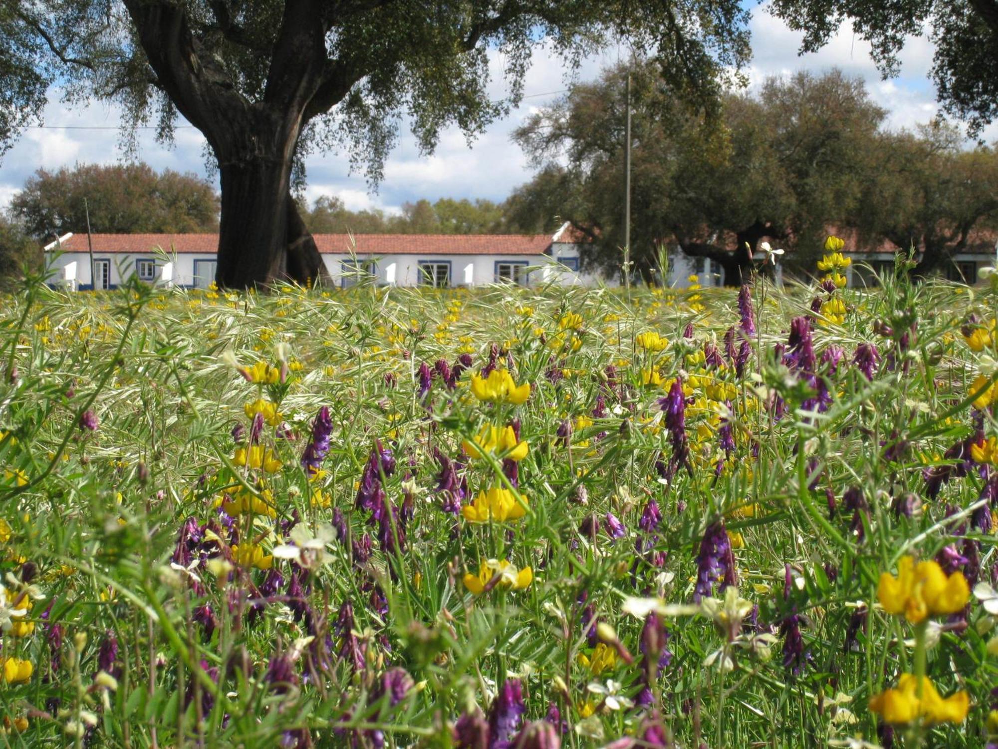 Monte Das Faias Cork Farm Hotel Grandola Bagian luar foto