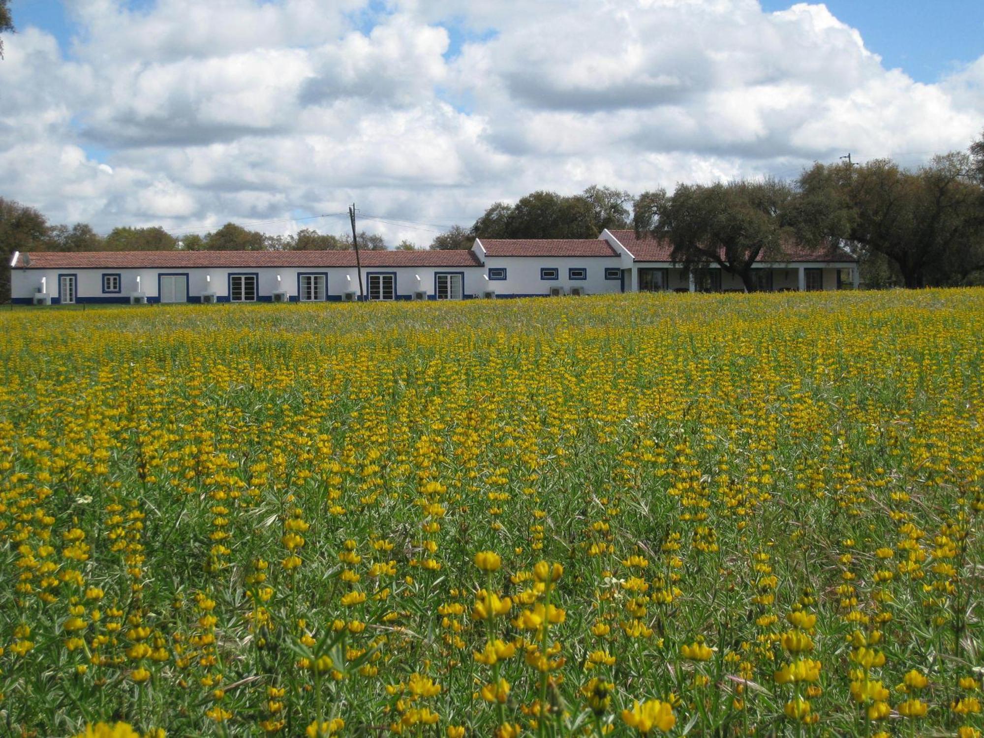 Monte Das Faias Cork Farm Hotel Grandola Bagian luar foto