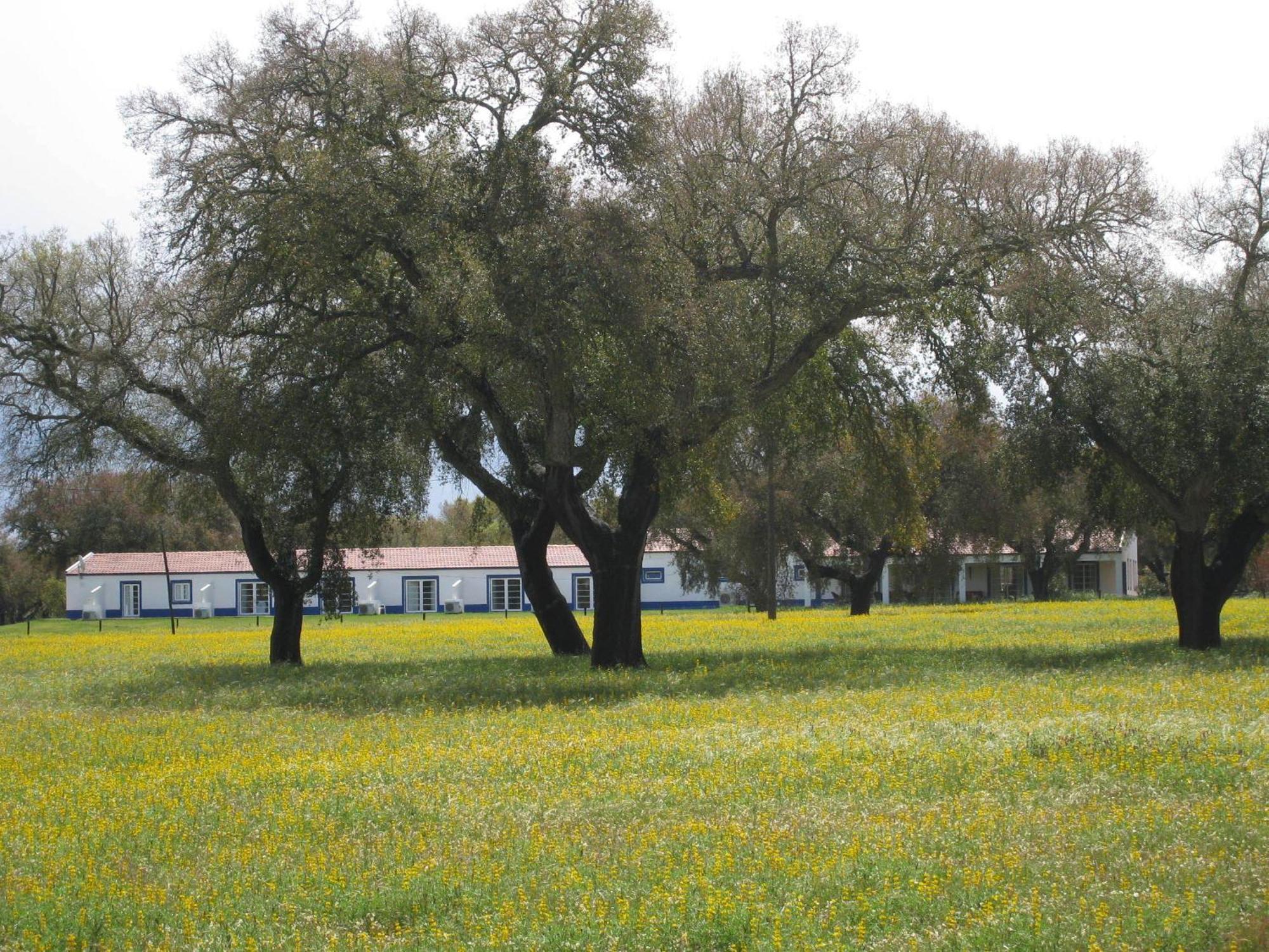 Monte Das Faias Cork Farm Hotel Grandola Bagian luar foto